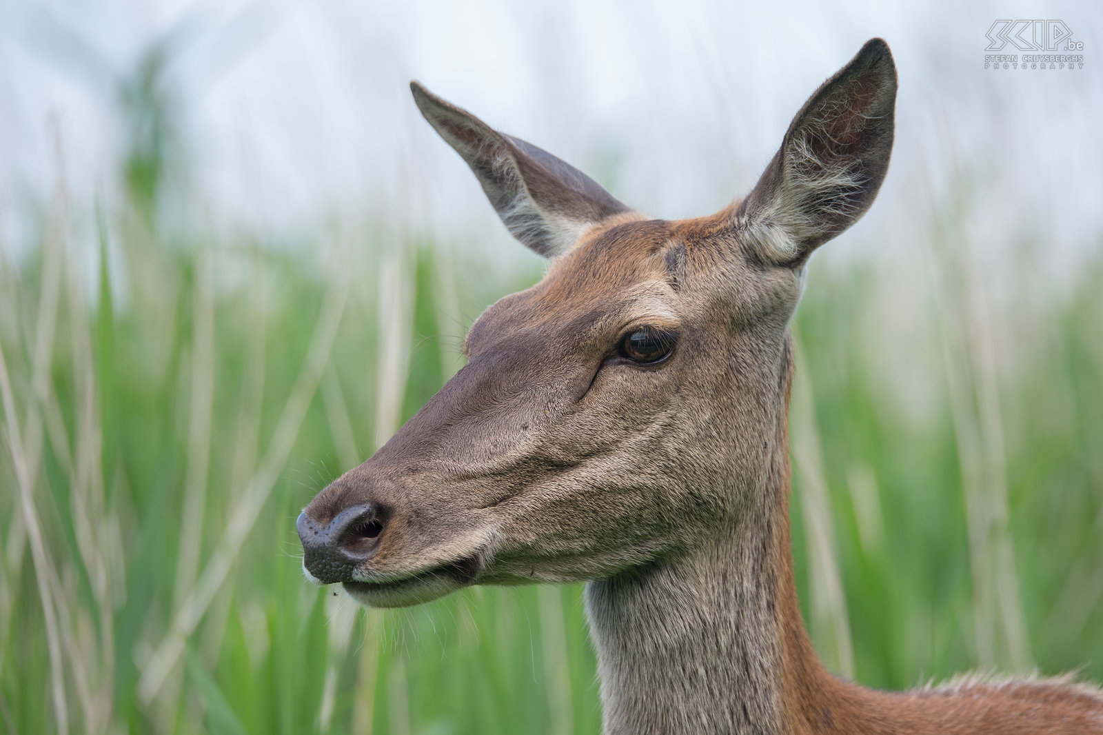 Oostvaardersplassen - Close-up edelhert hinde Close-up van een edelhert hinde in het nationale park Oostvaardersplassen in Nederland. Stefan Cruysberghs